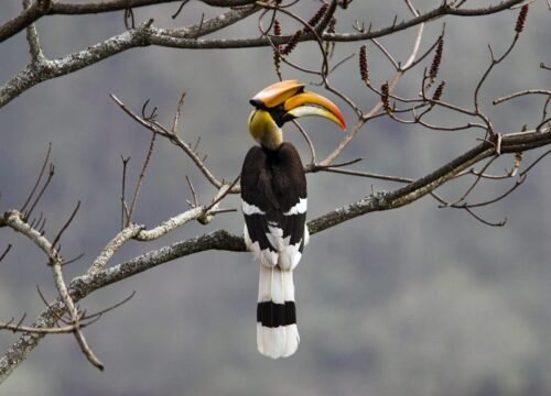 Bhutan Birding Tour