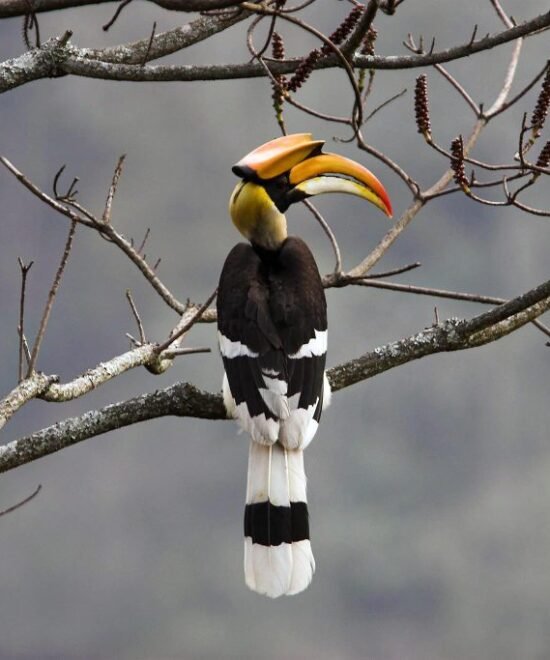 Bhutan Birding Tour