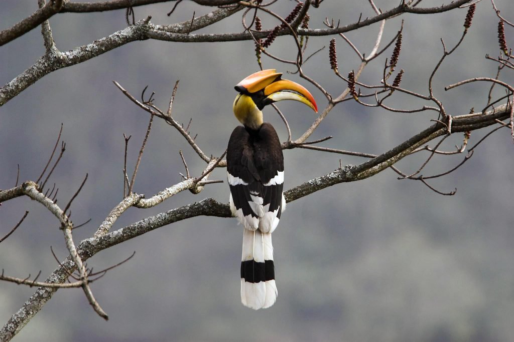 Bhutan Birding Tour