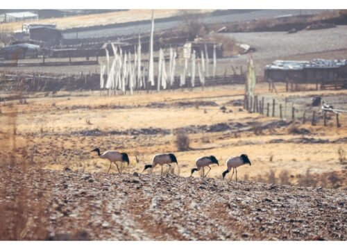 Black Necked Crane