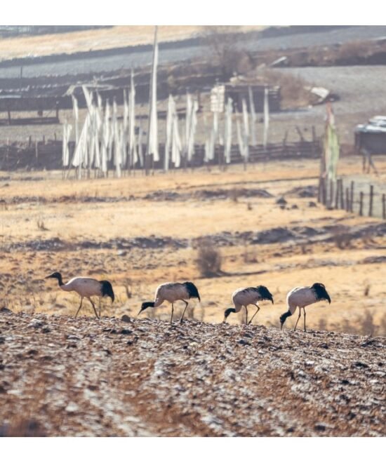 Black Necked Crane